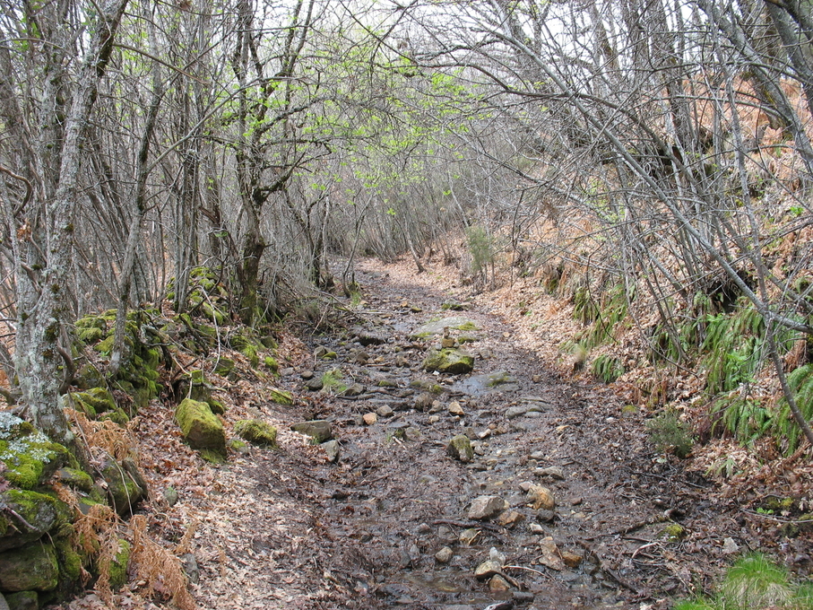 Vía de la Plata Camino Sanabrés Stream Galicia